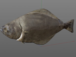 halibut flat fish low poly 3Dモデル