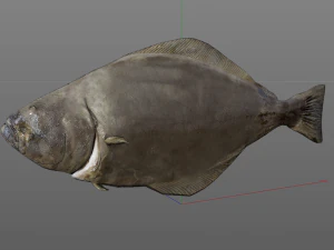 halibute peixe chato baixo poli Modelo 3D