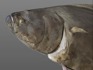 halibut flat fish low poly 3Dモデル