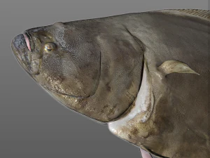 halibute peixe chato baixo poli Modelo 3D