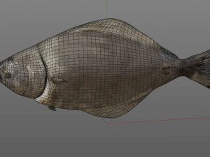 halibute peixe chato baixo poli Modelo 3D