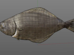 halibute peixe chato baixo poli Modelo 3D