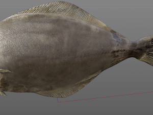 halibut flat fish low poly 3Dモデル