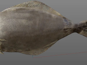 halibute peixe chato baixo poli Modelo 3D