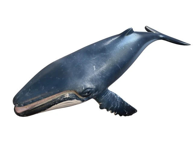 humpback whale rigged low poly 3D Model .c4d .max .obj .3ds .fbx .stl .blend 
