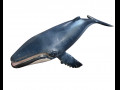 Humpback Whale Rigged Low Poly Modello 3D