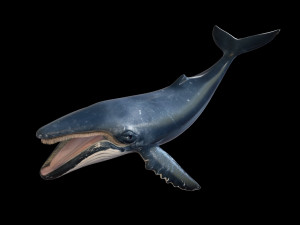 humpback whale rigged low poly Modelo 3D