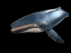 humpback whale rigged low poly 3D Model