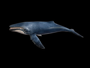 humpback whale rigged low poly Modelo 3D
