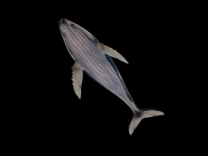 humpback whale rigged low poly Modelo 3D