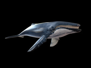 humpback whale rigged low poly Modelo 3D