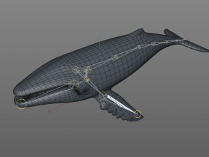 humpback whale rigged low poly Modelo 3D