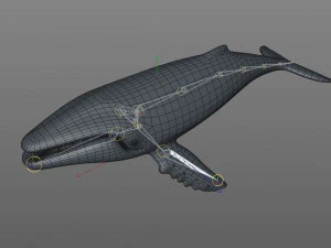 humpback whale rigged low poly 3D Model