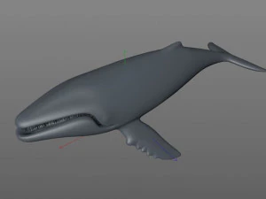 humpback whale rigged low poly 3D Model