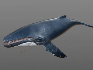 humpback whale rigged low poly 3D Model