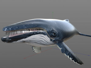 humpback whale rigged low poly Modelo 3D