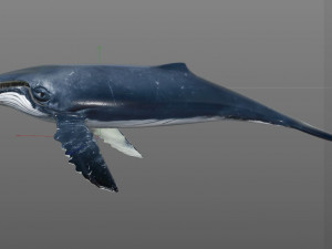 humpback whale rigged low poly Modelo 3D