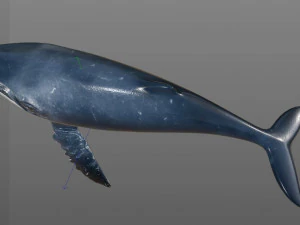 humpback whale rigged low poly 3D Model