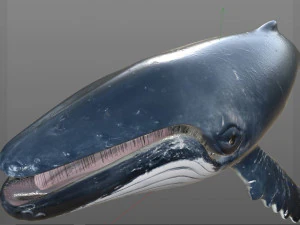 humpback whale rigged low poly 3D Model