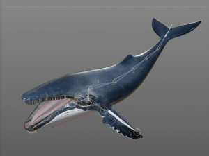 humpback whale rigged low poly Modelo 3D