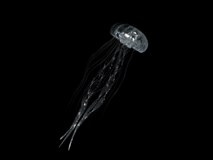 jelly fish high poly 3D Model