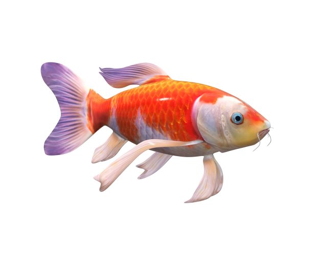 koi fish low poly 3D Model .c4d .max .obj .3ds .fbx .stl .blend 