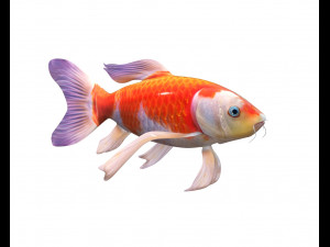 koi fish low poly 3D Model