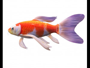 koi fish low poly 3D Model