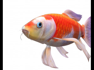 koi fish low poly 3D Model