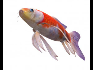 peixe koi baixo poli Modelo 3D