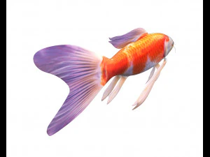 peixe koi baixo poli Modelo 3D