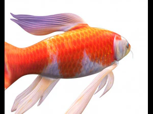 peixe koi baixo poli Modelo 3D