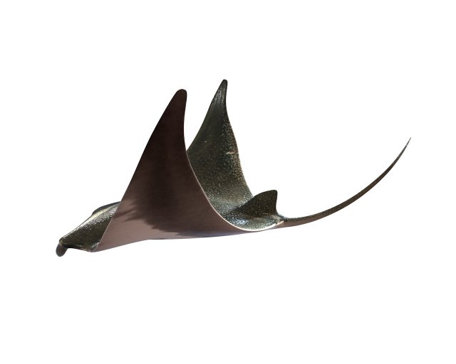 manta ray rigged low poly 3D Model .c4d .max .obj .3ds .fbx .stl .blend 