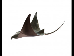 manta ray rigged low poly 3D Model