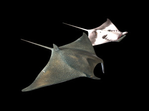 manta ray rigged low poly 3D Model