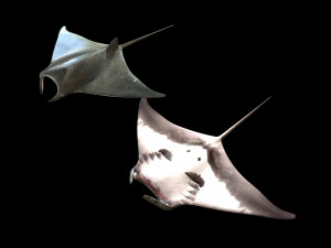 manta ray rigged low poly 3D Model