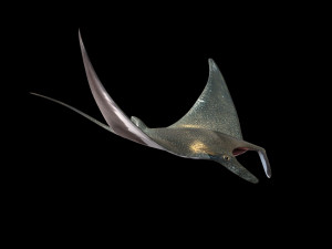 manta ray rigged low poly 3D Model