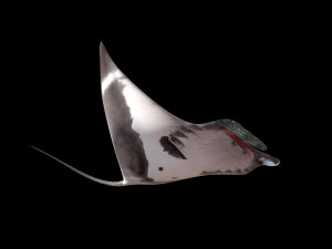 manta ray rigged low poly 3D Model