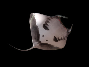 manta ray rigged low poly 3D Model