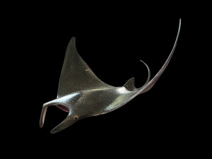 manta ray rigged low poly 3D Model