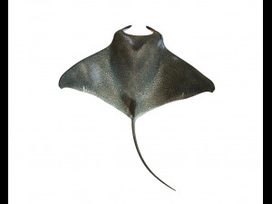 manta ray rigged low poly 3D Model