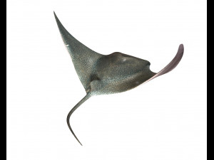 manta ray rigged low poly 3D Model