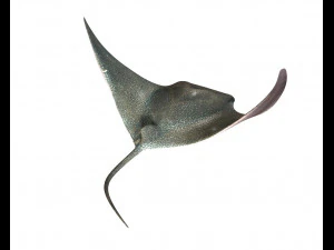 manta ray rigged low poly 3D Model