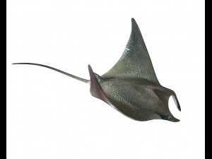 manta ray rigged low poly 3D Model