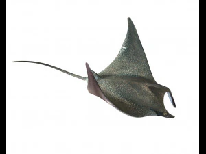 manta ray rigged low poly 3D Model