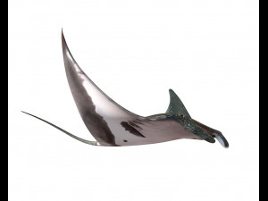 manta ray rigged low poly 3D Model
