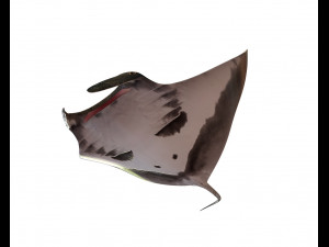 manta ray rigged low poly 3D Model