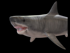 Megalodon Shark Rigged Low Poly Modello 3D