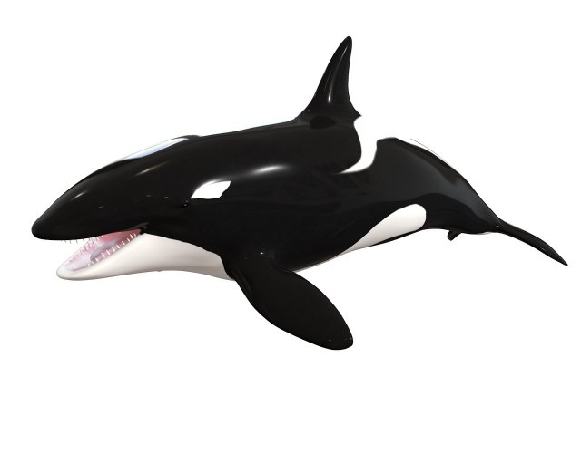orca killer whale rigged low poly 3D Model .c4d .max .obj .3ds .fbx .stl .blend 