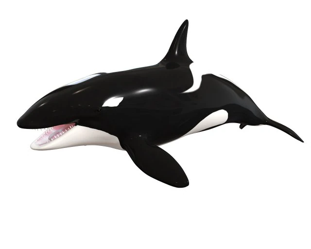 orca killer whale rigged low poly 3D Model .c4d .max .obj .3ds .fbx .stl .blend 